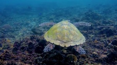 Mercan balığı sualtı görüntüsü 