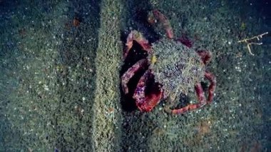 Tropik balık ve mercan resifleri. Sıcak bir deniz.. 