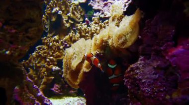 Tropik balık ve mercan resifleri. Sıcak bir deniz.. 