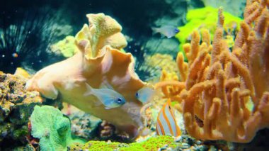 Tropik balık ve mercan resifleri. Sıcak bir deniz.. 