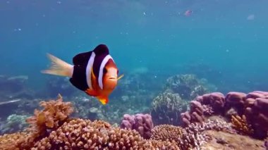 Tropik balık ve mercan resifleri. Sıcak bir deniz.. 