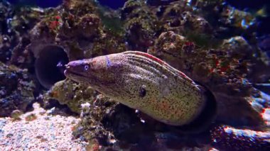 Mercan resifinden çıkan Moray Yılanbalığı