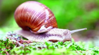 Macro View 'da yosun üzerinde sürünen salyangoz