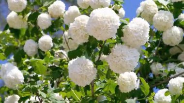 Parktaki ağaç dallarında beyaz çiçekler