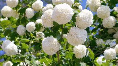 Güzel botanik fotoğrafı, doğal duvar kağıdı.