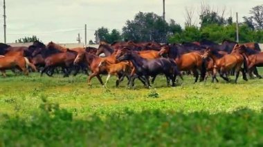 Vahşi atlar dört nala koşuyor..