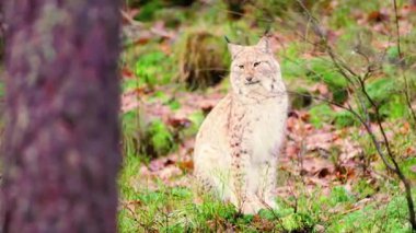 Kar Leoparı Ormanda Dinleniyor.