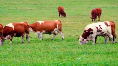  Açık Yeşil Otlakta Beslenen Kahverengi İnekler