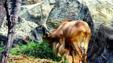  Dağ Keçisi Dağcılık Engebeli Kayalık Arazi
