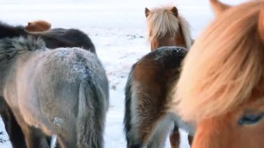 Karlı Kış Manzarasında Vahşi Atlar