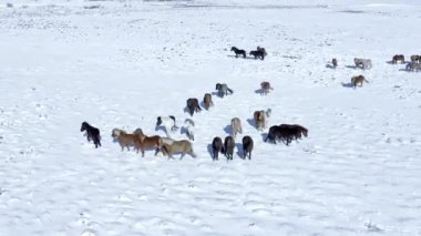 Karlı Kış Manzarasında Vahşi Atlar
