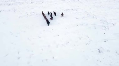 Karlı Kış Manzarasında Vahşi Atlar