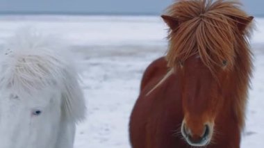 Karlı Kış Manzarasında Vahşi Atlar