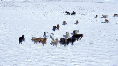 Karlı Kış Manzarasında Vahşi Atlar