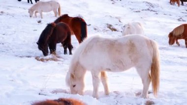 Karlı Kış Manzarasında Vahşi Atlar