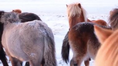 Karlı Kış Manzarasında Vahşi Atlar