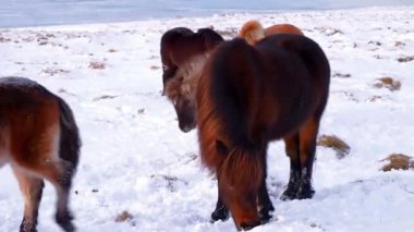 Karlı Kış Manzarasında Vahşi Atlar