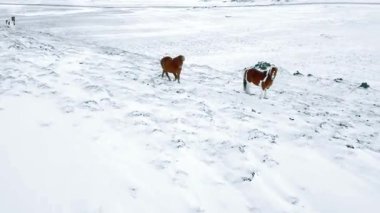 Karlı Kış Manzarasında Vahşi Atlar