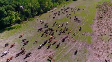  Ovaların Ötesindeki Antilopların Hava Görüntüsü