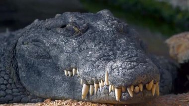 Keskin Dişlerini Gösteren Timsah Yakın Çekim.