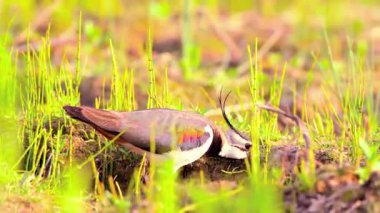 Çimenlerde Kuzey Lapwing.