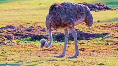 Tarlada deve kuşu otlaması.