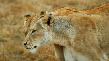 Aslanın Yakın Çekimi Muhteşem Yürüyüşü.