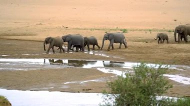 Su birikintisinden su içen Fil Ailesi 