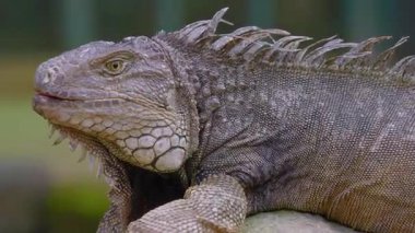 Yeşil Arkaplanda Dikenli İguana 'nın Yakın Görüntüsü