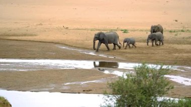 Su birikintisinden su içen Fil Ailesi