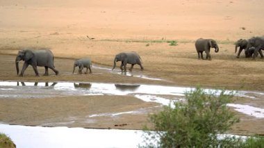Su birikintisinden su içen Fil Ailesi