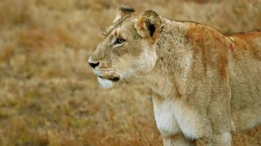 Dişi aslan Afrika Savanasında sinsice dolaşıyor.