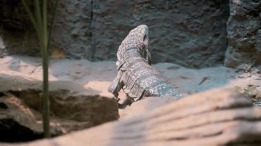 Güneşlenen Kertenkele Sıcak Kayalık Yüzeyde Rahatlıyor