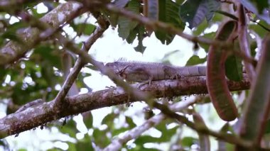 Güneşlenen Kertenkele Sıcak Kayalık Yüzeyde Rahatlıyor