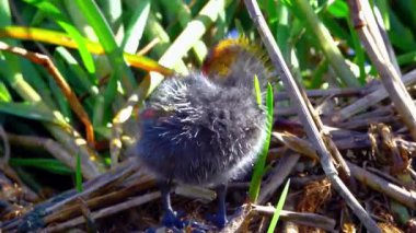 Yuvadaki Genç Kuş.