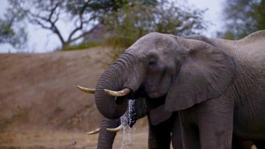 Afrika Fili Büyük Dişlerle Zarifçe Yürüyor.