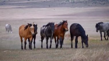 Uçsuz bucaksız açık alanda koşan vahşi atlar grubu..