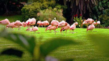 Yeşil Tarlada Flamingolar.