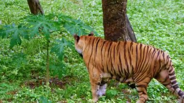 Ormandaki kaplan, hayvan