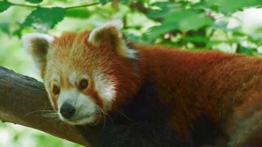 Kırmızı panda, ailurus fulgens