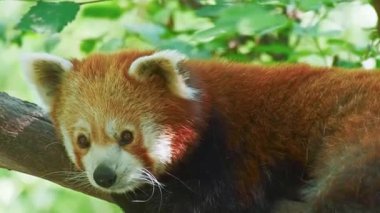 Hayvanat bahçesindeki kırmızı panda