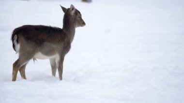 Parktaki kardaki geyik, kış mevsiminde, kardaki geyik.