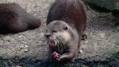 Doğada sevimli bir su samuru.