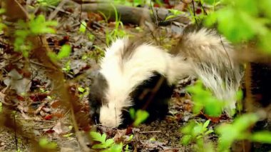 Ormandaki beyaz bir sincabı yakından çek.
