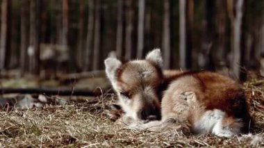 Ormandaki küçük şirin kızıl tilki.