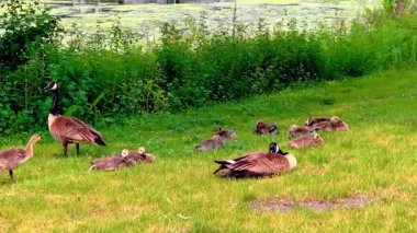 Kanada kazları vahşi doğada