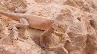 Rocky Arazisinde Çöl Kertenkelesi.