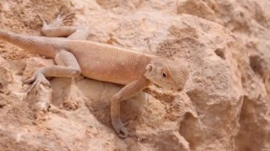 Rocky Arazisinde Çöl Kertenkelesi.