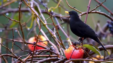 Karatavuk meyvelerle besleniyor.