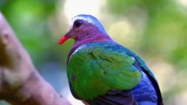 Yeşil Güvercin Ağaç Dalında Dinleniyor.